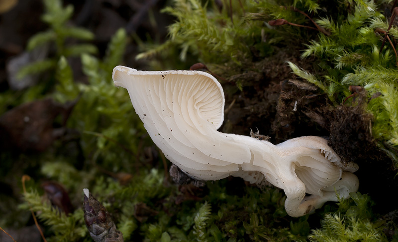 Clitopilus scyphoides var. intermedius